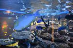013. Two oceans aquarium Kaapstad.jpg